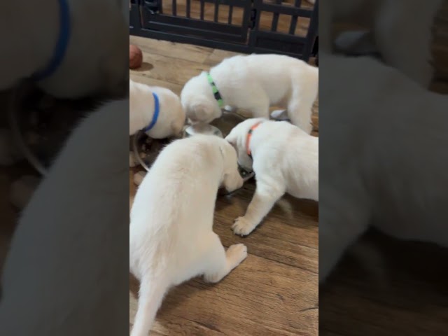 9 Adorable & Messy Lab Puppies Eating Puppy Porridge for Breakfast. #labrador #cutepuppy