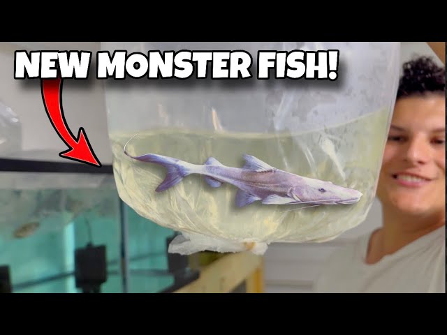I Bought the FIRST Restock for the New Fish Room!