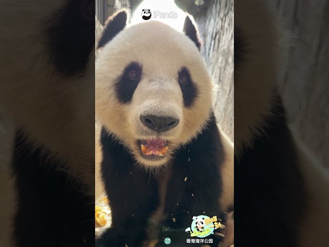 Turn Up Volume For This Panda ASMR | iPanda #shorts #HKPanda