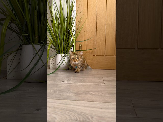Installing A Cat Flap To Internal Door #howto #shorts #cats #catvideos #diy #home #hack #animals