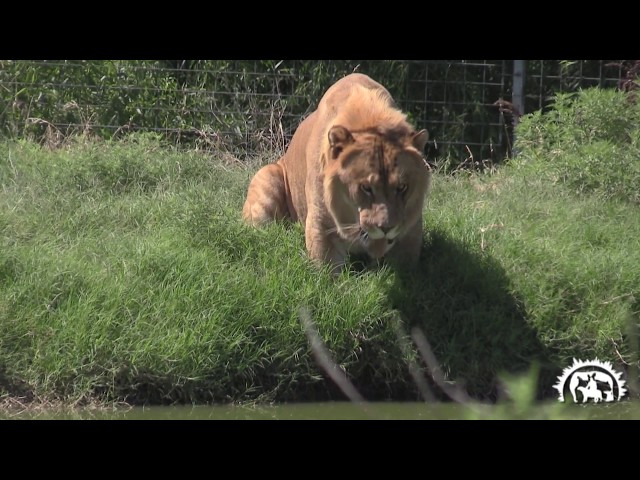 Levi the Liger the Second Largest Cat in the World Tiger King Joe Exotic
