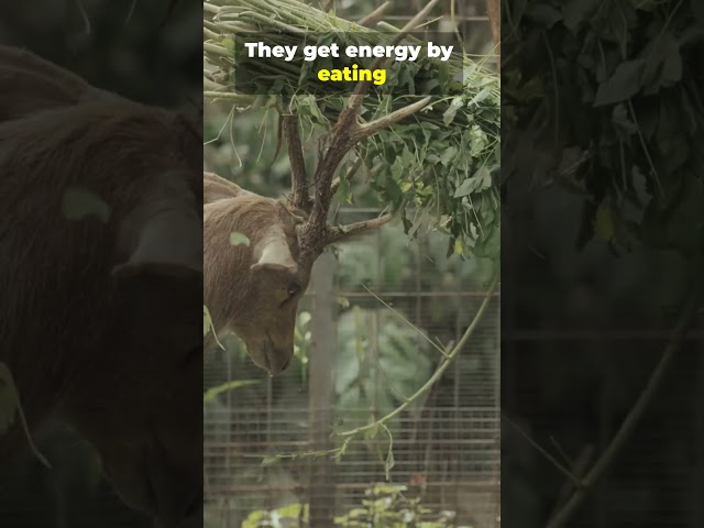 What Defines an Animal? 5 Traits All Animals Share