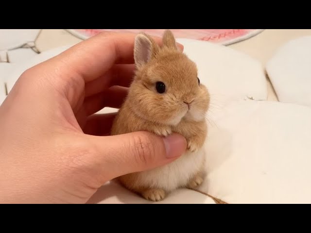 Funny Videos of Little Bunnies 🐇Cute Rabbit Ever
