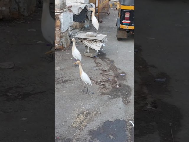 Cattle Egrets Spotted in India 🇮🇳🐦