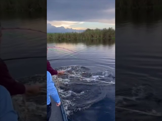 GIANT ALLIGATOR CAPTURED! 4/15 #viral #short #youtubeshorts #shorts #viralvideo #youtube #shortvideo
