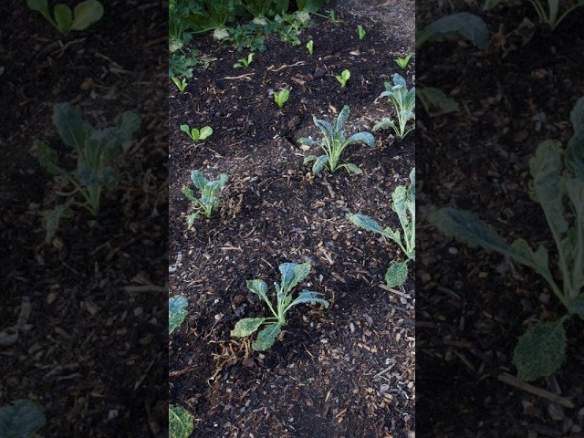 Flea Beetle Damage to Young Brassicas – Coping (or Not) This Summer