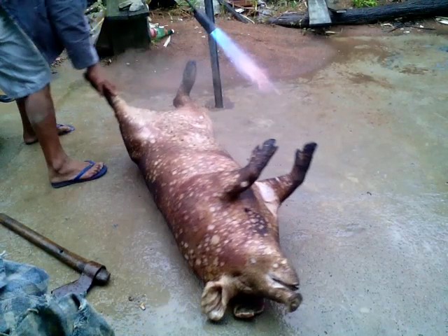 Matando porco