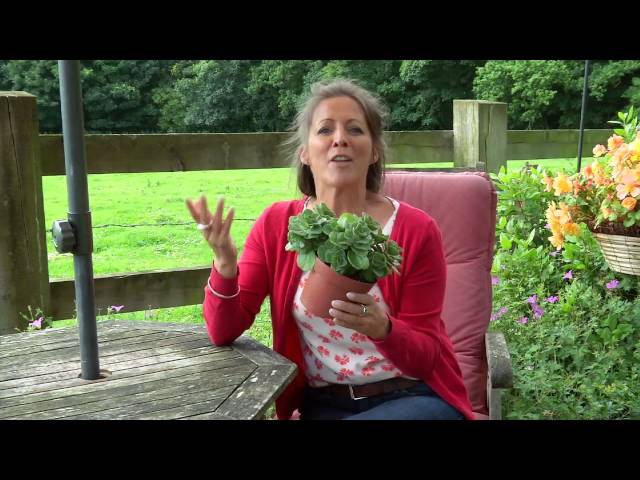 How to Stop Neighbourhood Cats Using Your Flowerbed | Love The Garden UK