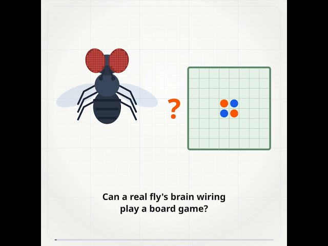 A Real Fly Brain Plays Othello, and Only One Small Table Learns