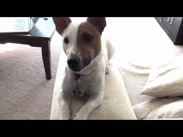 JACK RUSSELL TERRIER (JRT) -Dexter, Crazy Little Dog In The Big City; Home #4