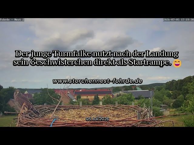 Der junge Turmfalke nutzt nach der Landung sein Geschwisterchen direkt als Startrampe  😄
