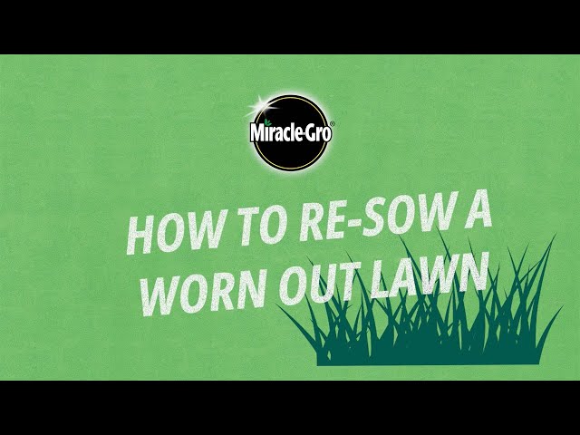 How to Re-sow Your Lawn with Grass Seed | Miracle-Gro UK