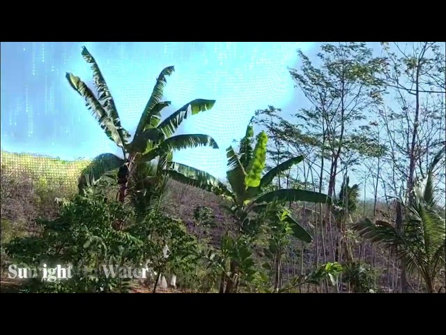 Relaxing Tropical House for Deep Work & Concentration 🌴 Chill Beats for Focus & Study