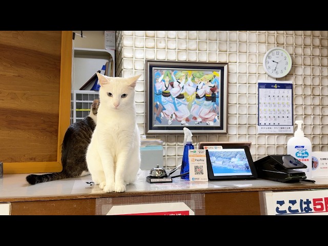 40 Cats!? Staying at Japan’s Amazing Cat Hotel with a Stunning Hot Spring🐈🏨