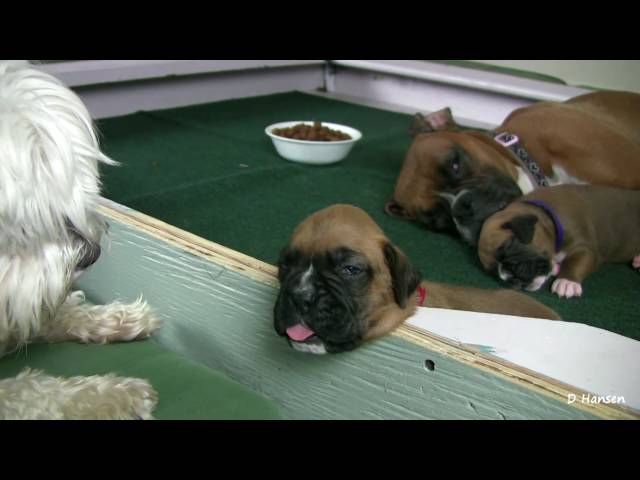 Puppy Gets Stuck on Ledge! (in HD)