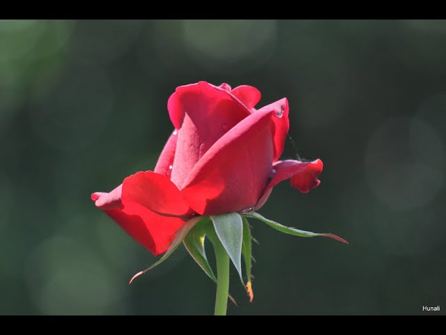 Rose Ceremony I Sunday, September 10, 2023