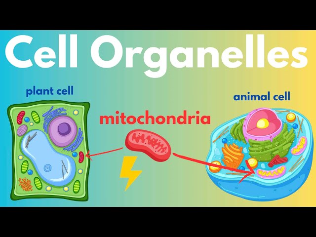 Cell Organelles (Plant Cells vs. Animal Cells)