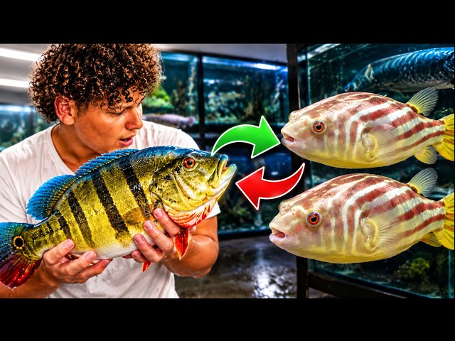 I Traded ONE RARE Fish for TWO Monster Puffers!