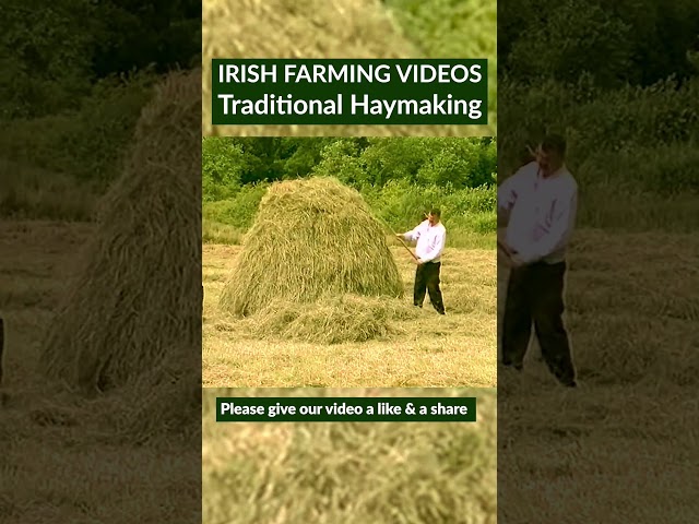 Traditional Haymaking in rural Ireland ☘️ #haymaking #TraditionalFarming #ruralireland #fblifestyle