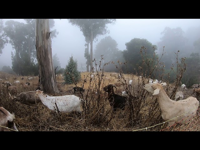 Goats Graze Hills at Berkeley Lab