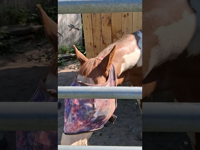 My new neighbors Pretzel & VooDoo