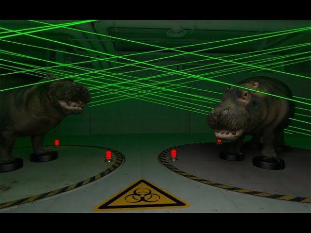 Hippo Rave