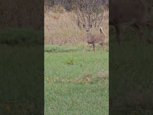 Whitetail Deer Walks Right to Me