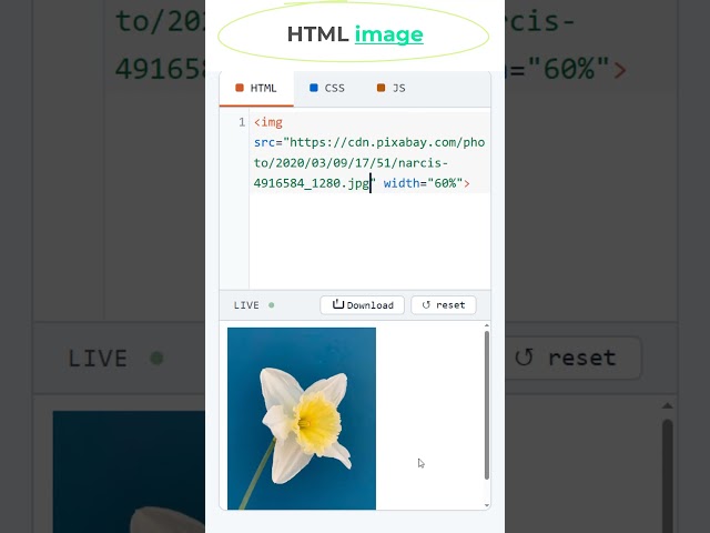 HTML Image Tag #coding #htmltutorial #csstutorial
