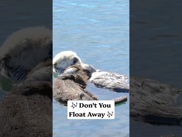 Still floating around in our heads 🦦🎶 #wildlife #animals #naturepbs #stem #seaotter