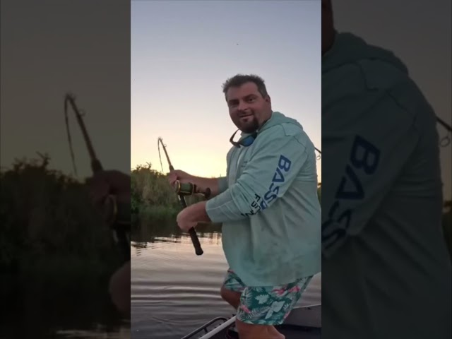 HUGE ALLIGATOR CAPTURED! 4/20 #viral #short #youtubeshorts #shorts #viralvideo #youtube #shortvideo
