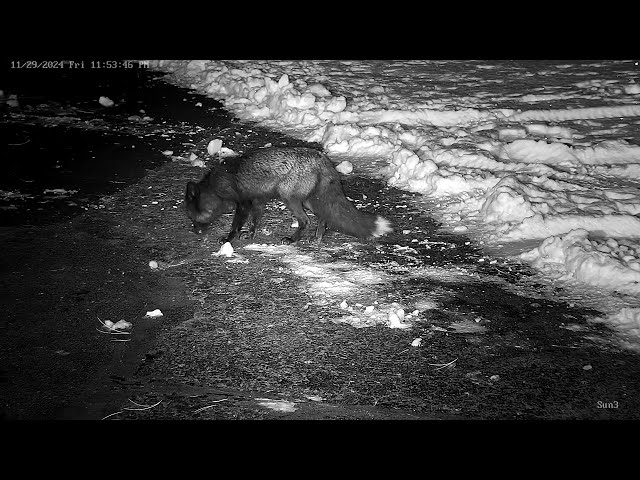 Rare Wild Silver Fox (Black Fox)