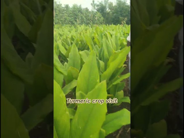 Turmeric crop field visit,#farming #turmericfarming #kisan #farmer #farmers #farmerlife #famers