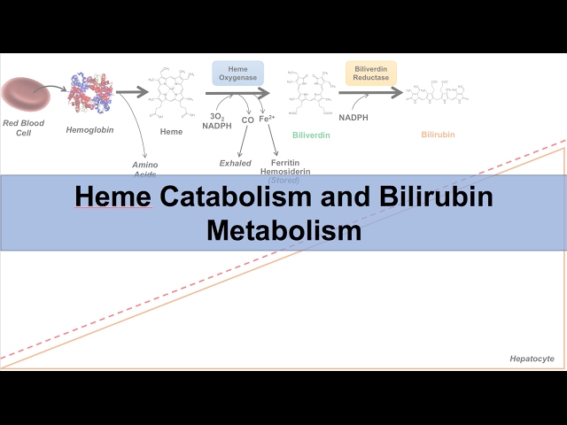 Heme Catabolism and Degradation Pathway - Biochemistry Lesson