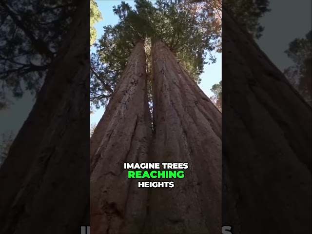 The Magnificent Giant Sequoias Tallest Trees in the World