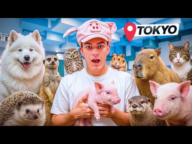I Visited Every Pet Cafe in TOKYO Japan