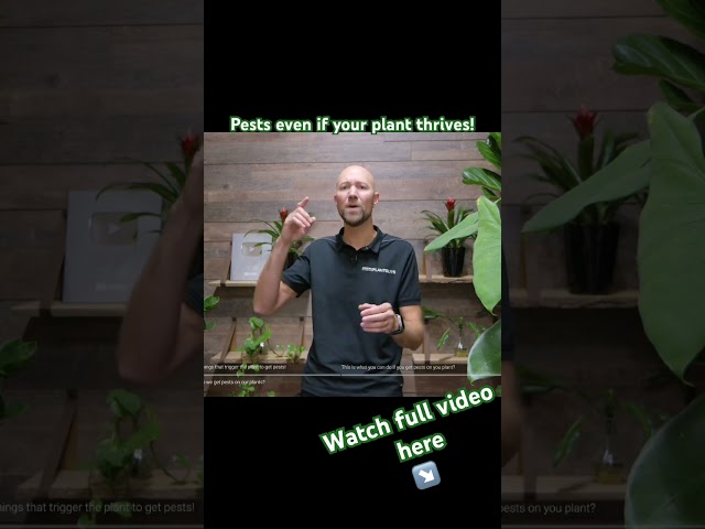 Why do you get pests even if your plant thrives? #plants #pests #plantcare #garden