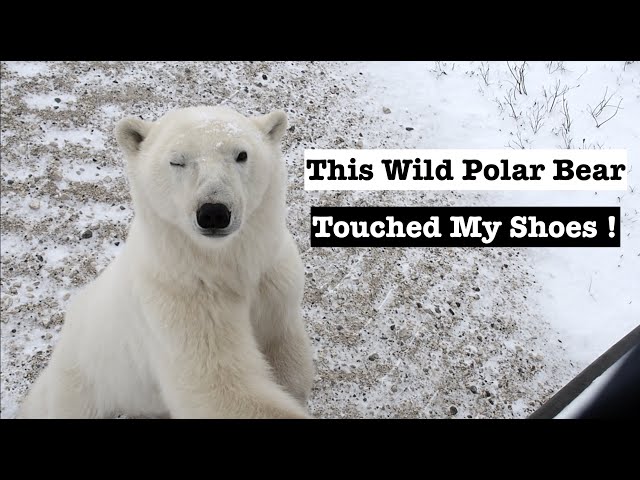 SAW 28 WILD POLAR BEARS IN A DAY! Crazy Experience in Churchill, Manitoba On A Tundra Buggy [Ep.13]