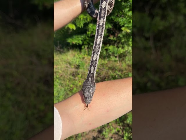 4 Snakes in 1 Pile of Tin! Snakey Day Herping in Alabama