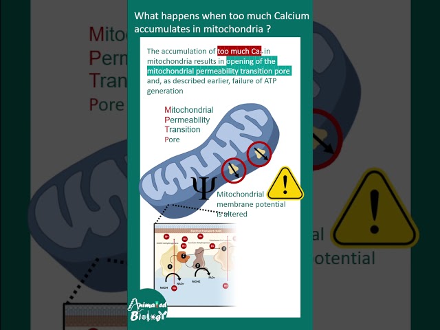 Calcium and cell injury | Calcium overload | pathology in 2 minutes | animated bio