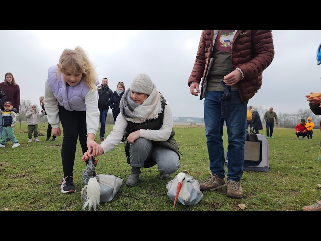 Releasing Stork Otto and his new love Jezebel back into the wild in Fohrde - 03/21/2026