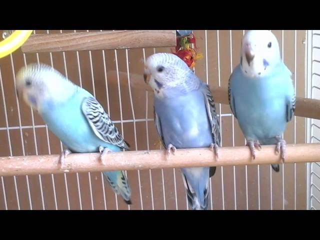 35 Day Old Parakeet / Budgie Chicks Update. Episode 17. Skittles and Beauty's Little Family