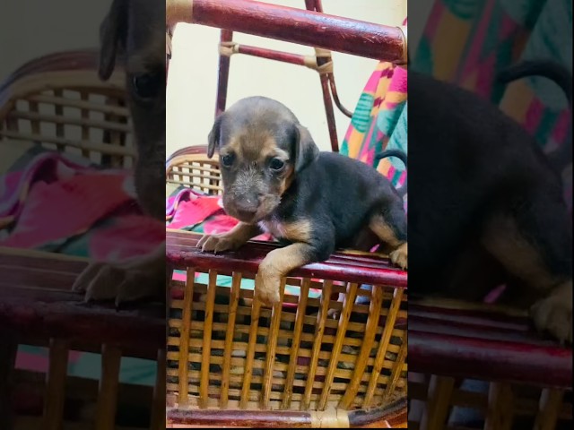ஊஞ்சல் -ல துங்காம ! Amma-வ தேடுற  குட்டி அழுகுத ? 😭💔 Single குட்டி Sad Story#shorts
