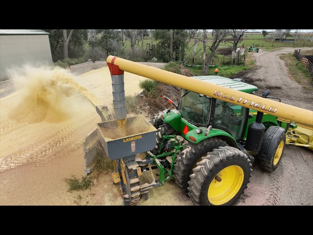 Grinding High Moisture Corn