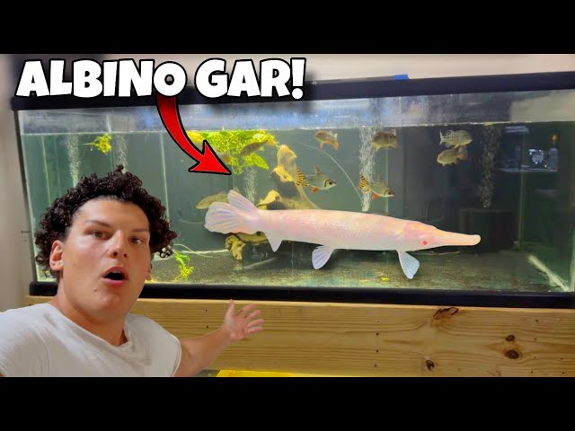I Bought Every ALBINO Florida Gar They Had!