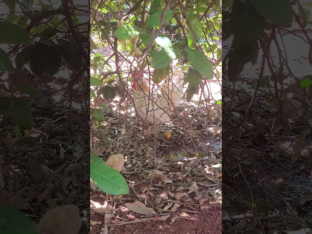 Baixo de pé de Limao