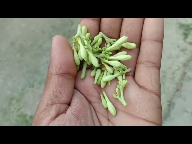 Desi Totkay For Men