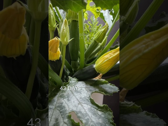 61 days in 41 seconds - Zucchini timelapse