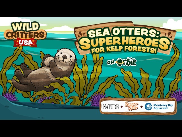 Sea otters: Superheroes of kelp forests!