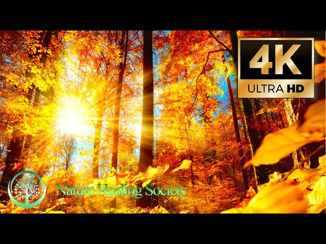 Morning Meditation Music 💖Begin Your Day Happy & Positive 4K - 528Hz Love Healing Dna Music Movie