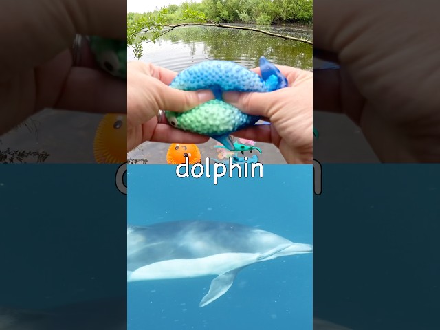 Learn at the Pond | Sea Animal Names for Kids: Fish Saw Shark Dolphin Penguin Whale